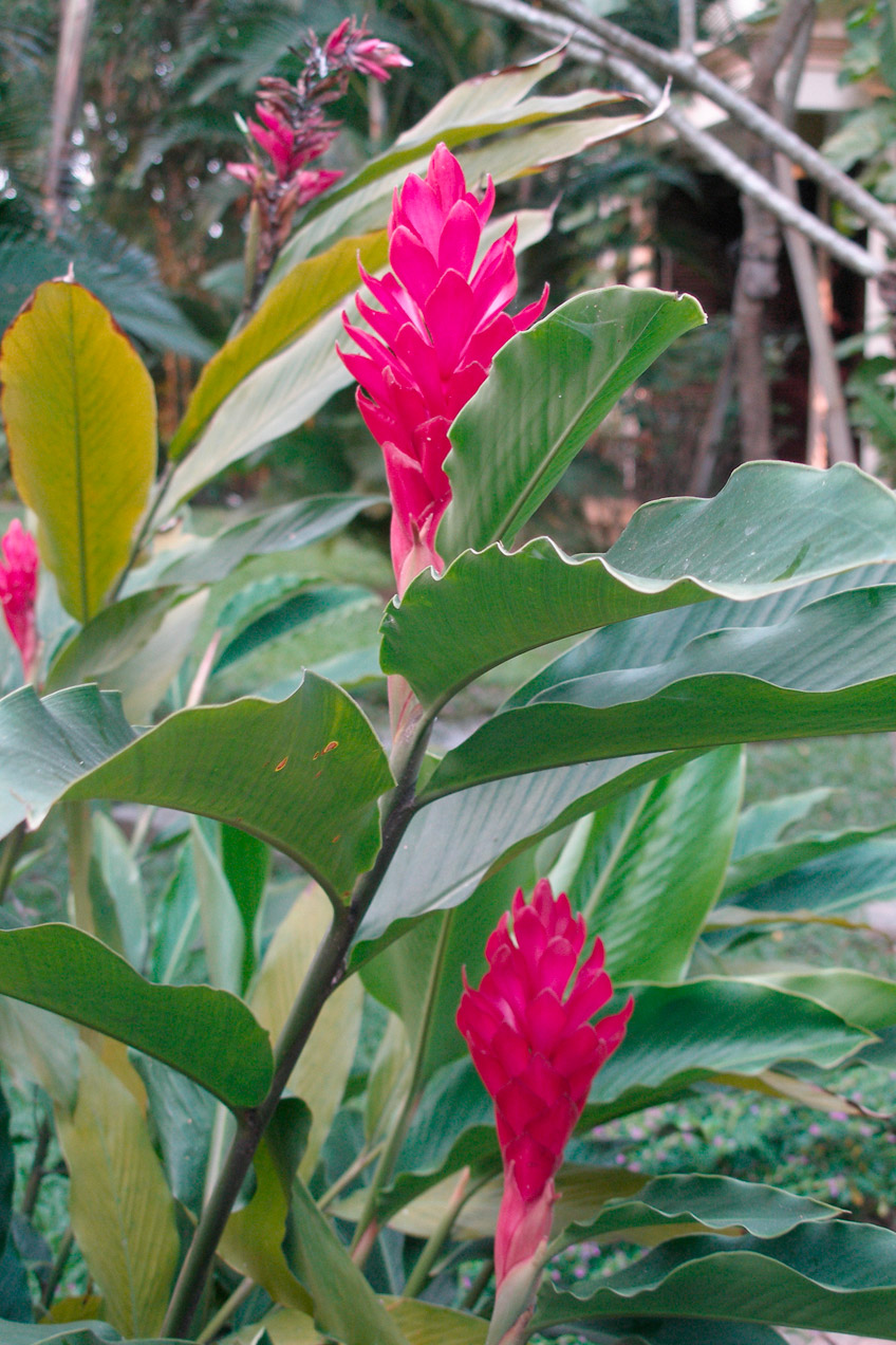 Edible Ginger Plants   Alpinia Purpurea Ginger Hoi An Thailand 